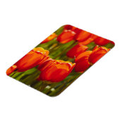 Rote Tulpen Fotodruck. Magnet (Linke Seite)