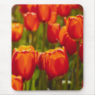 Rote Tulpen Fotodruck. Mousepad