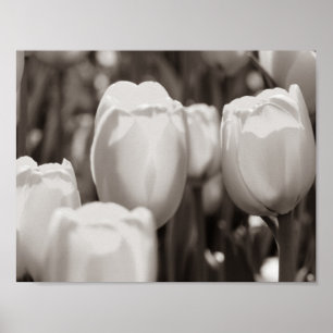 Rote Tulpen Fotodruck. Poster