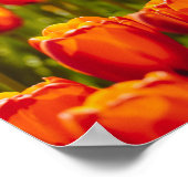 Rote Tulpen Fotodruck. Poster (Ecke)