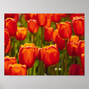 Rote Tulpen Fotodruck. Poster