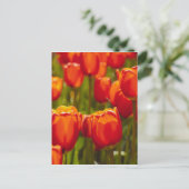 Rote Tulpen Fotodruck. Postkarte (Stehend Vorderseite)