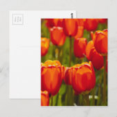 Rote Tulpen Fotodruck. Postkarte (Vorne/Hinten)