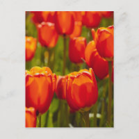 Rote Tulpen Fotodruck.