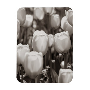 Rote Tulpen fotografischer Druck. Magnet
