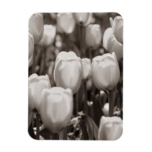Rote Tulpen fotografischer Druck. Magnet (Vertikal)