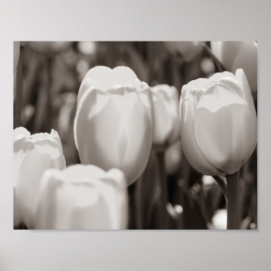 Rote Tulpen fotografischer Druck. Poster (Vorne)