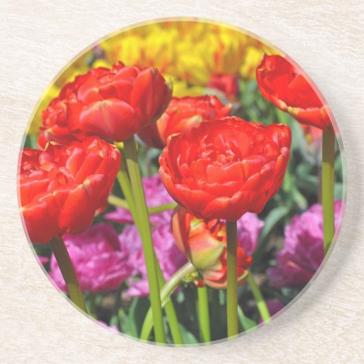 Rote Tulpen Getränkeuntersetzer (Vorne)