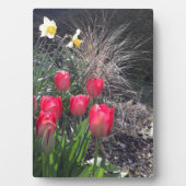 Rote Tulpen im Garten Fotoplatte (Vorderseite)
