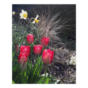 Rote Tulpen im Garten Poster