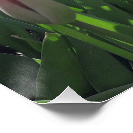 Rote Tulpen im Garten Poster (Ecke)