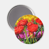 Rote Tulpen Magnet (Vorderseite/Rückseite)