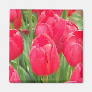 Rote Tulpen Magnet