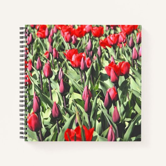 Rote Tulpen Notizblock (Vorderseite)