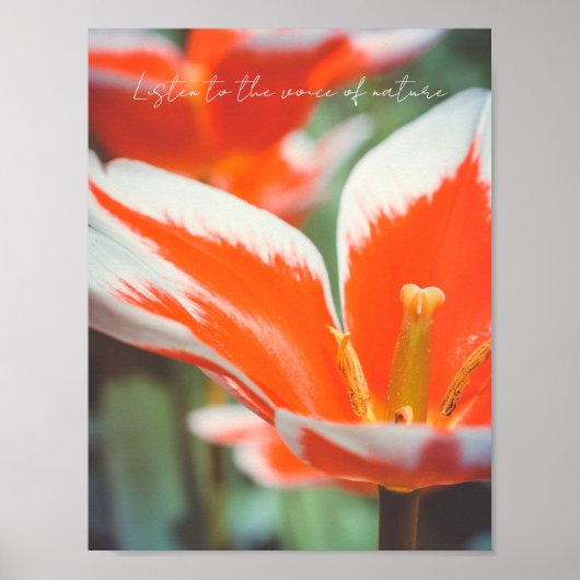 Rote Tulpen Poster (Vorne)