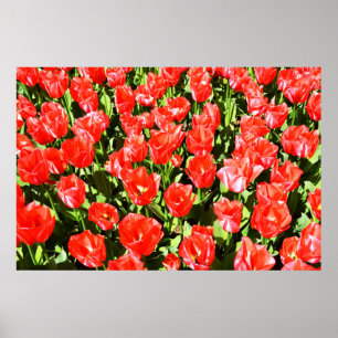 Rote Tulpen Poster