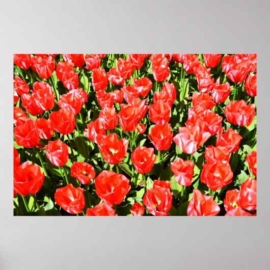 Rote Tulpen Poster (Vorne)