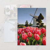 Rote Tulpen und Blume Postkarte (Vorne/Hinten)