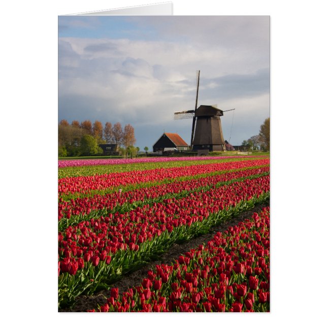 Rote Tulpen und eine Windmühle (Vorne)