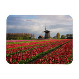 Rote Tulpen und eine Windmühle Magnet