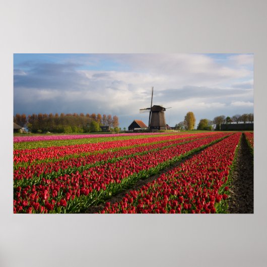 Rote Tulpen und eine Windmühle Poster (Vorne)