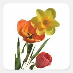 Rote Tulpen und gelbe Osterglockenblumen Quadratischer Aufkleber
