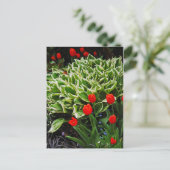 Rote Tulpen und hosta Pflanze drucken Postkarte (Stehend Vorderseite)