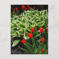 Rote Tulpen und hosta Pflanze drucken Postkarte