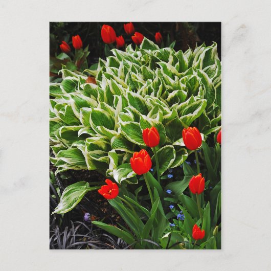 Rote Tulpen und hosta Pflanze drucken Postkarte (Vorderseite)