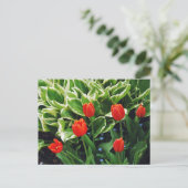 Rote Tulpen und hosta Pflanze Postkarte (Stehend Vorderseite)