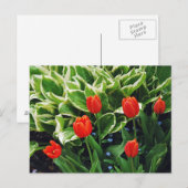 Rote Tulpen und hosta Pflanze Postkarte (Vorne/Hinten)