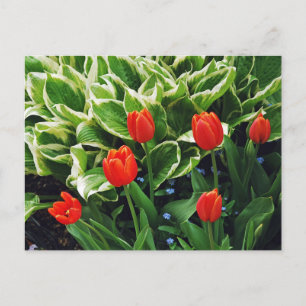 Rote Tulpen und hosta Pflanze Postkarte