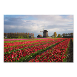 Rote Tulpen und Windmühle Fotodruck