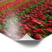 Rote Tulpen und Windmühle Fotodruck (Ecke)