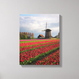 Rote Tulpen und Windmühle Leinwanddruck