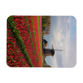 Rote Tulpen und Windmühle Magnet (Horizontal)
