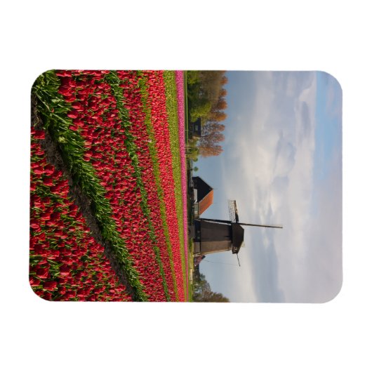 Rote Tulpen und Windmühle Magnet (Horizontal)