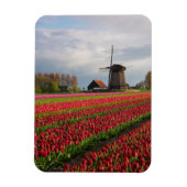 Rote Tulpen und Windmühle Magnet (Vertikal)