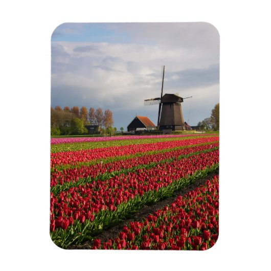Rote Tulpen und Windmühle Magnet (Vertikal)