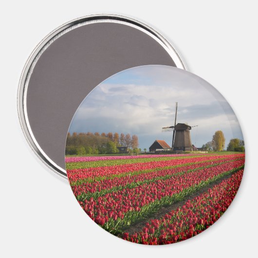 Rote Tulpen und Windmühle Magnet (Vorderseite/Rückseite)