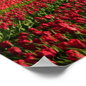 Rote Tulpen und Windmühle Poster (Ecke)