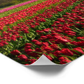 Rote Tulpen und Windmühle Poster (Ecke)