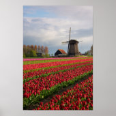 Rote Tulpen und Windmühle Poster (Vorne)