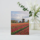 Rote Tulpen und Windmühle Postkarte (Stehend Vorderseite)
