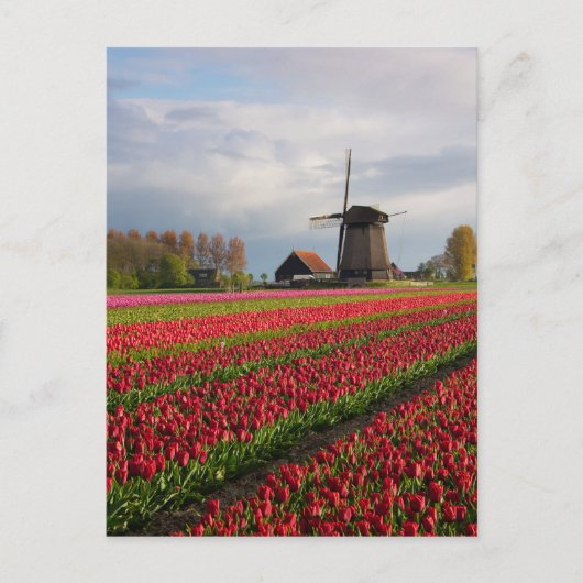 Rote Tulpen und Windmühle Postkarte (Vorderseite)
