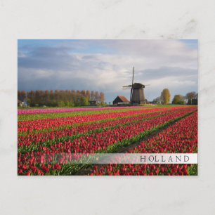 Rote Tulpen und Windmühle Postkarte