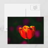 Rote Tulpenblume Postkarte (Vorne/Hinten)