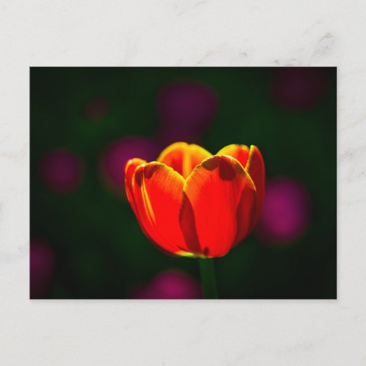 Rote Tulpenblume Postkarte (Vorderseite)