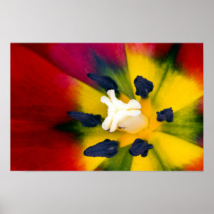 Rote Tulpenblumen Poster