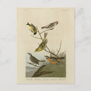 Rote Umfrage Tanager Bunting Audubon Birds of Amer Postkarte